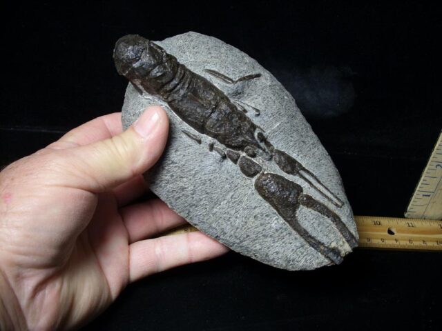 Fossilized Lobster – Arthropod (Crustacean)  (110721n) ...OM HOLD for Andrew F - Image 4