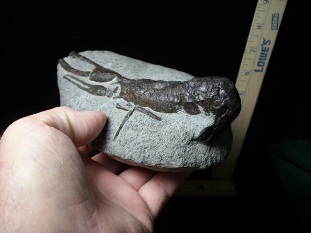 Fossilized Lobster – Arthropod (Crustacean)  (110721n) ...OM HOLD for Andrew F - Image 3