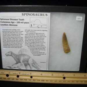 Authentic Spinosaur Dinosaur Tooth (110721b)