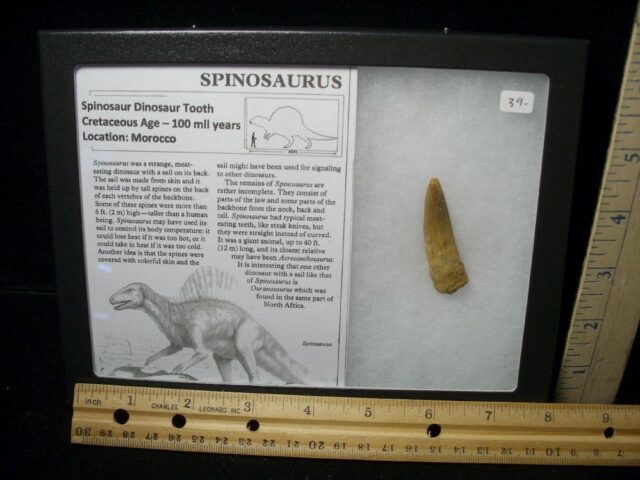 Authentic Spinosaur Dinosaur Tooth (110721b)