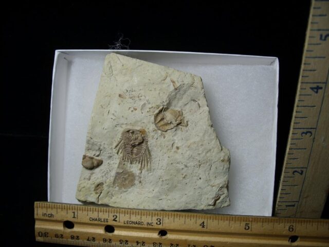 Fossilized Trilobite – Ketternaspis  (Leonaspis) (110721g)