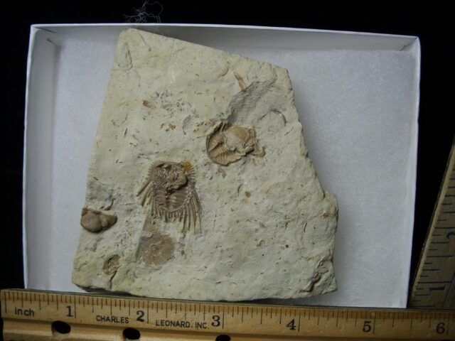 Fossilized Trilobite – Ketternaspis  (Leonaspis) (110721g) - Image 2