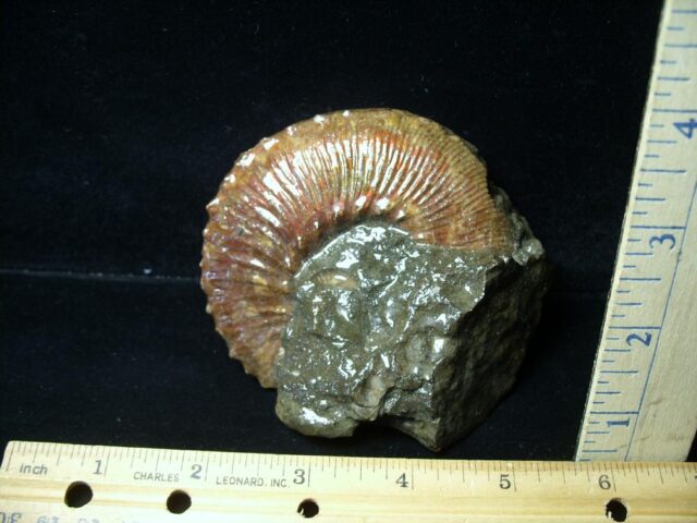 Fossil Ammonite  in matrix (110721h)