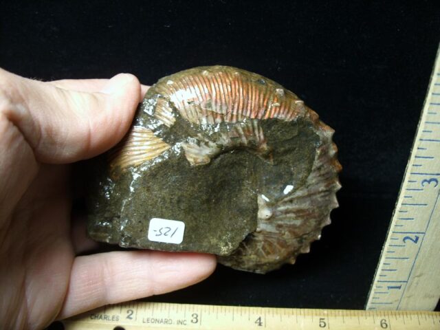 Fossil Ammonite  in matrix (110721h) - Image 2