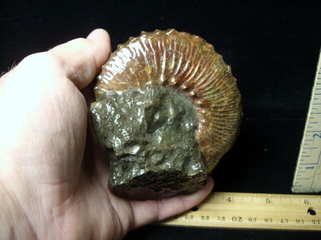 Fossil Ammonite  in matrix (110721h) - Image 3