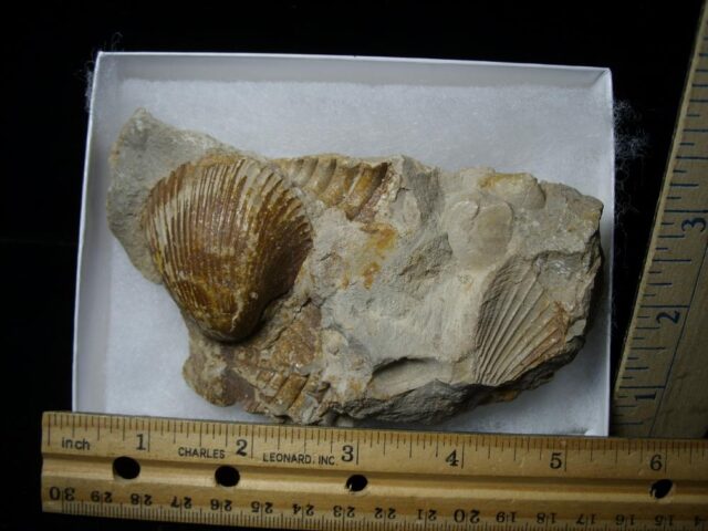 Fossilized Bivalve (110721j)..ON HOLD for PATTI C  11/15/21