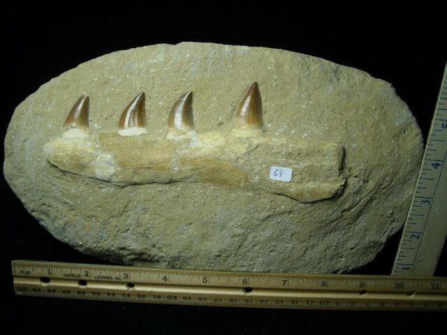 Mosasaur Jaw Section with Teeth (110721m)