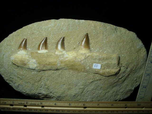 Mosasaur Jaw Section with Teeth (110721m) - Image 2