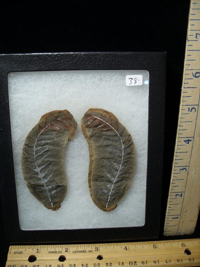 Mazon Creek Fern Fossil Nodule (110721r)