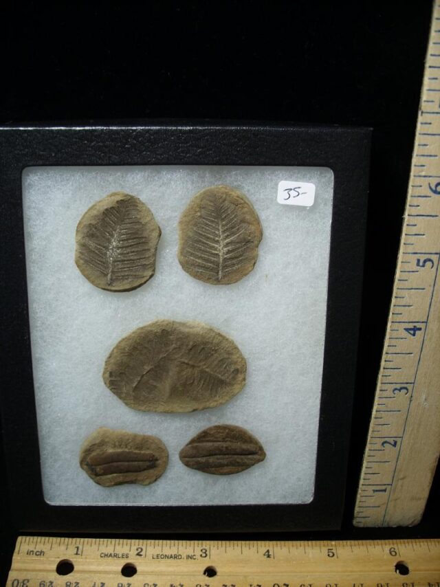 Mazon Creek Fern Fossil Nodules (110721v)