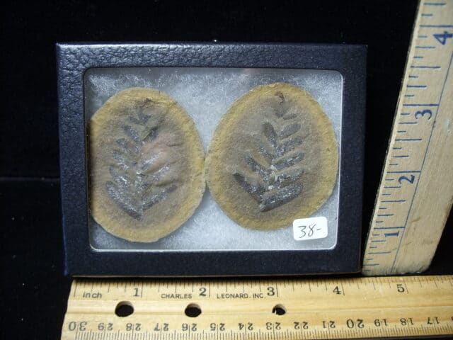Mazon Creek Fern Fossil Nodule (110821a)
