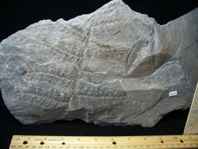 Fossilized Fern Imprints in Shale (110821b)