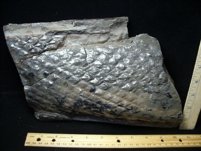 Fossilized Lepidodendron Bark(110821c)