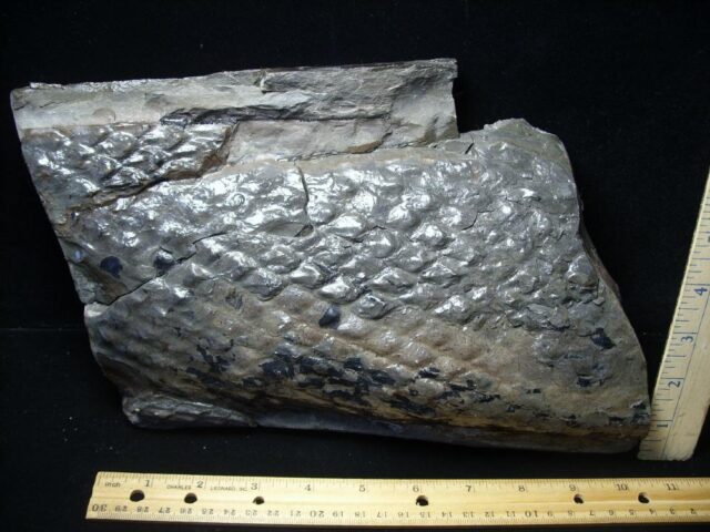 Fossilized Lepidodendron Bark(110821c) - Image 2