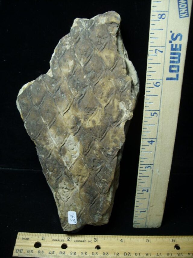 Fossilized Lepidodendron Bark(110821d)