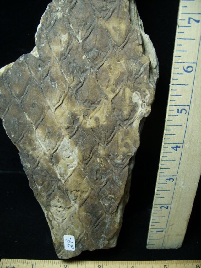 Fossilized Lepidodendron Bark(110821d) - Image 2
