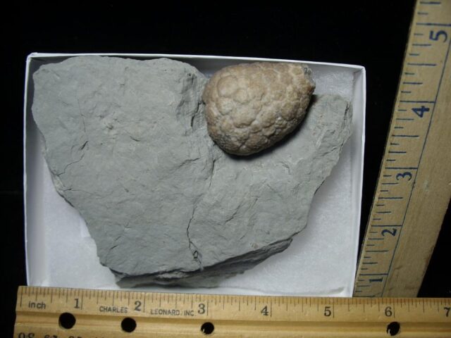 Indiana Fossil Cystoid   (110821j)