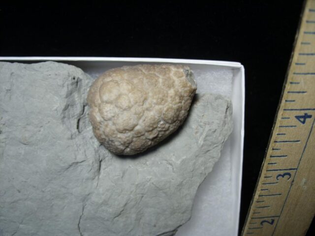 Indiana Fossil Cystoid   (110821j) - Image 2
