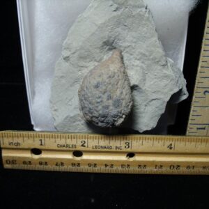 Indiana Fossil Cystoid   (110821k)