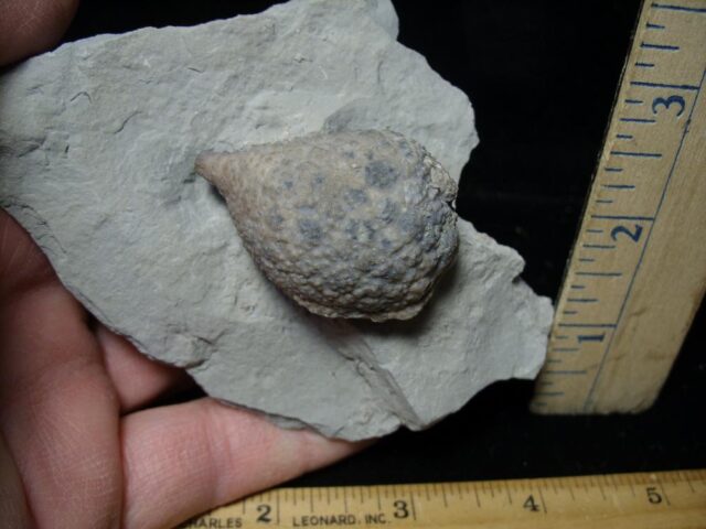 Indiana Fossil Cystoid   (110821k) - Image 2