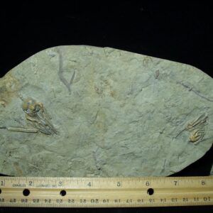 Indiana Fossil Crinoids (110821n)
