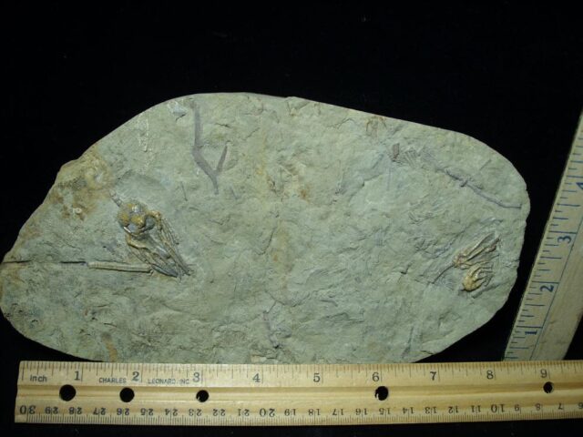 Indiana Fossil Crinoids (110821n)