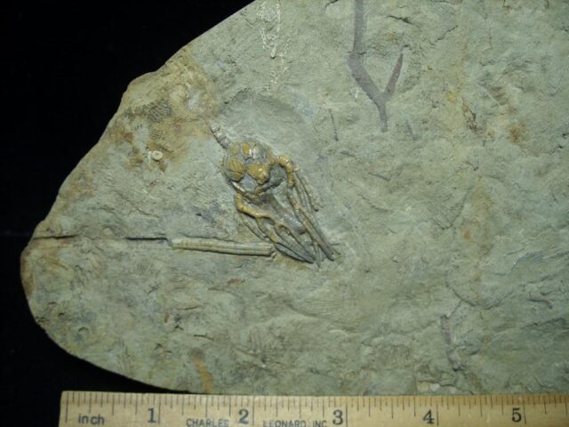 Indiana Fossil Crinoids (110821n) - Image 2