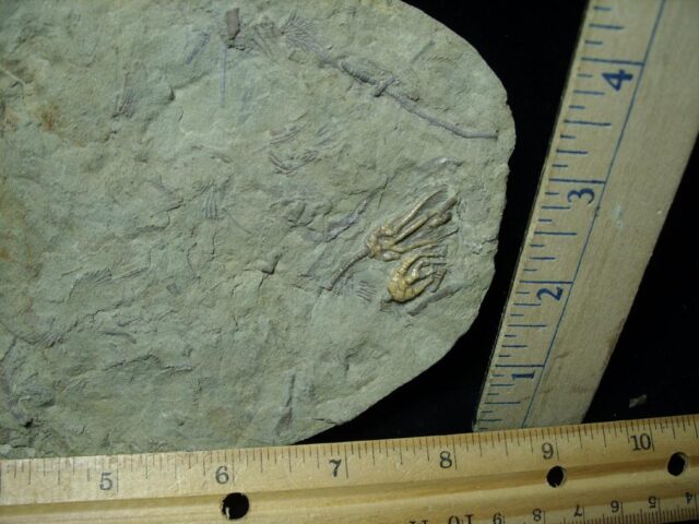 Indiana Fossil Crinoids (110821n) - Image 3