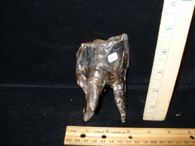 Fossilized Prehistoric Woolly Rhinoceros Tooth(111321a) - Image 2