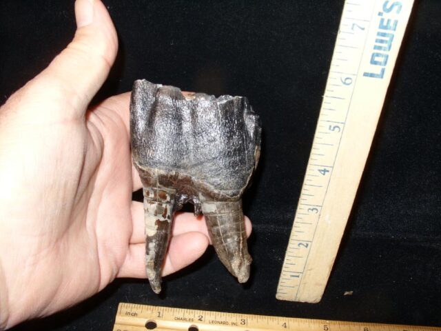 Fossilized Prehistoric Woolly Rhinoceros Tooth(111321a)