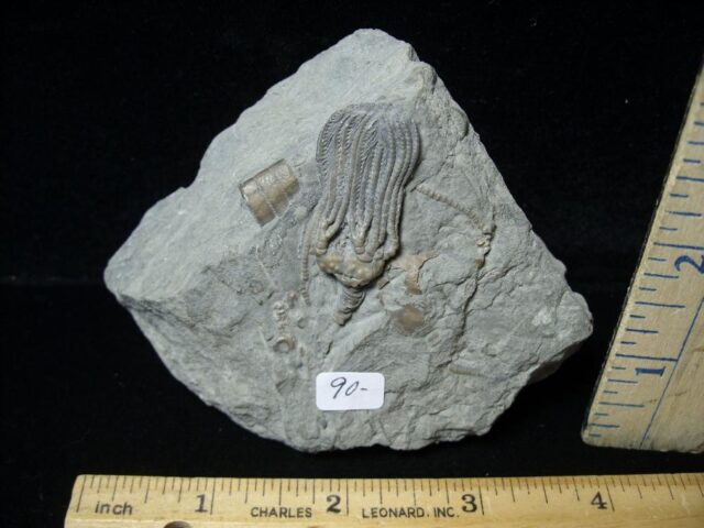 Indiana Fossil Crinoid  (111421a) - Image 2