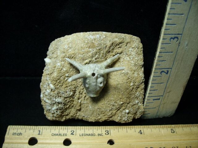 "VERY RARE" Fossil Crinoid Head (111421e)