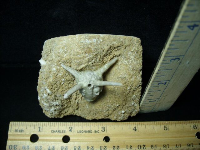 "VERY RARE" Fossil Crinoid Head (111421e) - Image 2