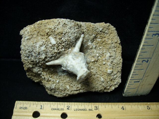 "VERY RARE" Fossil Crinoid Head (111421f) (Copy).....ON HOLD for PATTI C  11/15/21