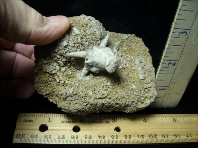 "VERY RARE" Fossil Crinoid Head (111421f) (Copy).....ON HOLD for PATTI C  11/15/21 - Image 2