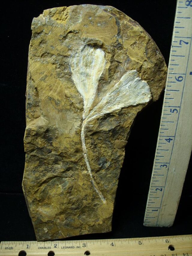 Split Fossil Ginkgo Leaf (111421j)
