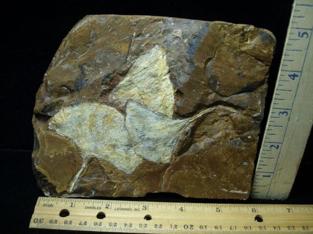 Multiple Fossil Ginkgo Leaves (111421m)