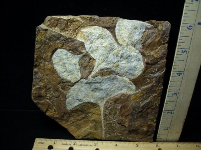 Multiple Fossil Ginkgo Leaves (111421n)