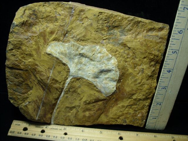 100% PERFECT – Fossil Ginkgo Leaf (111421n)