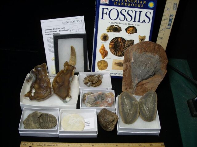 10 Count Fossil Kit (111621g)