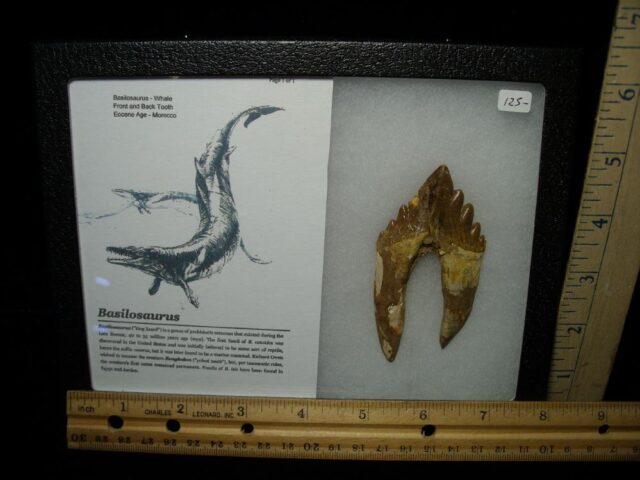 Basilosaurus Whale Tooth (112021b)