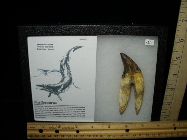 Basilosaurus Whale Tooth (112021c)
