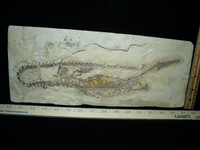Mesosaurus Permian Reptile (112021d - Image 3
