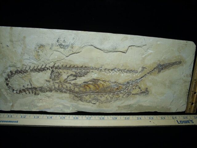 Mesosaurus Permian Reptile (112021d - Image 4