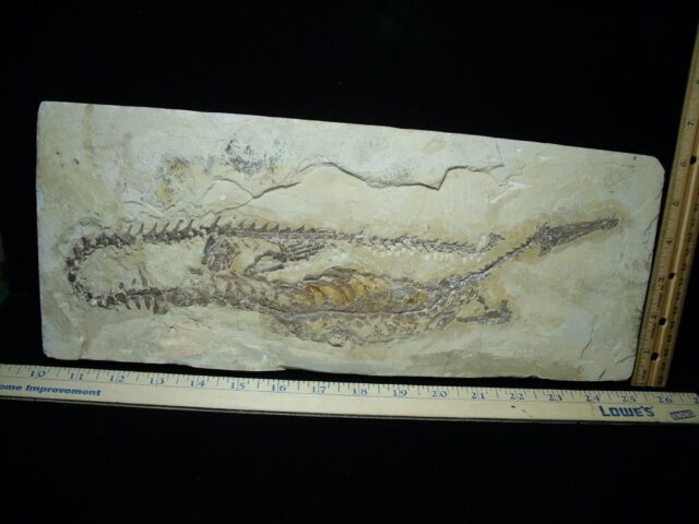 Mesosaurus Permian Reptile (112021d