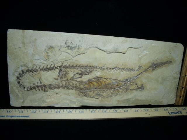 Mesosaurus Permian Reptile (112021d - Image 2