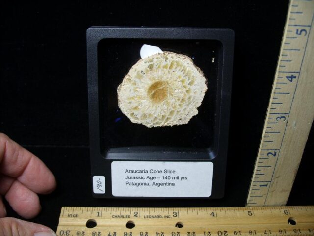 Sliced Araucaria Cone (112021f)* “SPECIAL - BELOW DEALER COST ” *