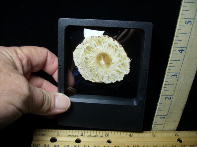 Sliced Araucaria Cone (112021f)* “SPECIAL - BELOW DEALER COST ” * - Image 2