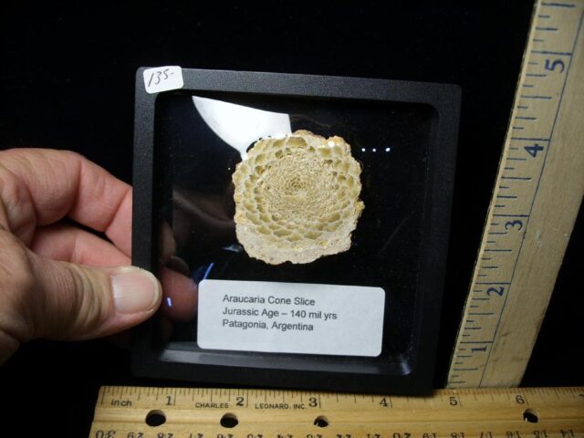 <span style="color: #ff0000;"> **40% OFF SALE** Sliced Araucaria Cone (112021g)