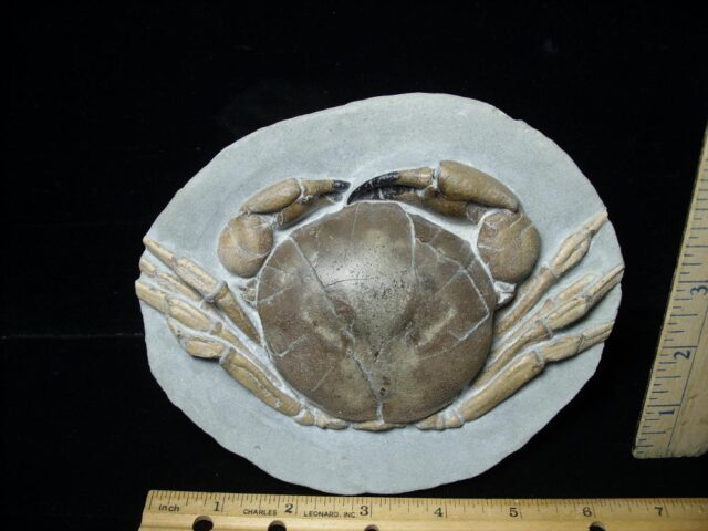 99% PERFECT Fossil Crab in Stone Nodule (112021k)